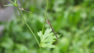 Click to view this image in a large viewer