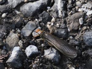 Click to view this image in a large viewer