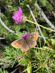 Click to view this image in a large viewer