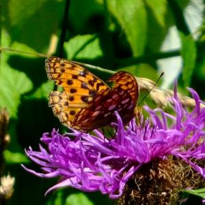 Click to view this image in a large viewer