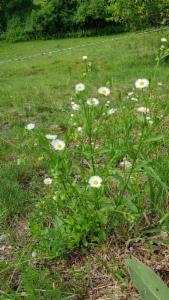 Click to view this image in a large viewer