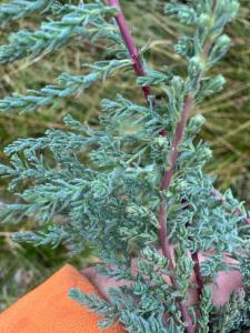 Click to view this image in a large viewer