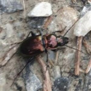 Click to view this image in a large viewer