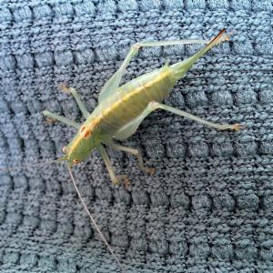 Click to view this image in a large viewer