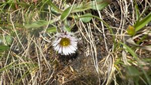 Click to view this image in a large viewer