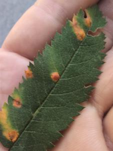 Click to view this image in a large viewer