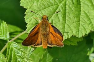 Click to view this image in a large viewer