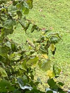 Click to view this image in a large viewer