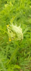 Click to view this image in a large viewer