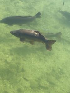 Click to view this image in a large viewer