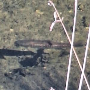 Click to view this image in a large viewer