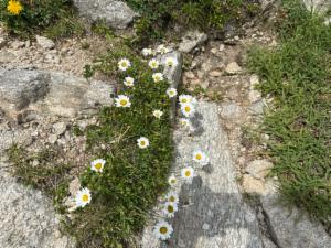 Click to view this image in a large viewer