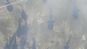 Click to view this image in a large viewer