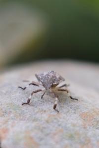 Click to view this image in a large viewer