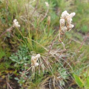 Click to view this image in a large viewer