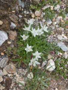 Click to view this image in a large viewer