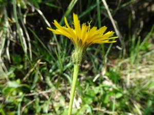 Click to view this image in a large viewer