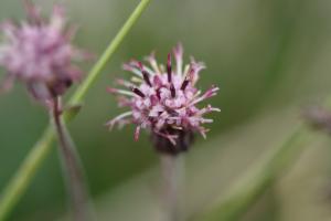 Click to view this image in a large viewer