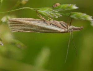 Click to view this image in a large viewer