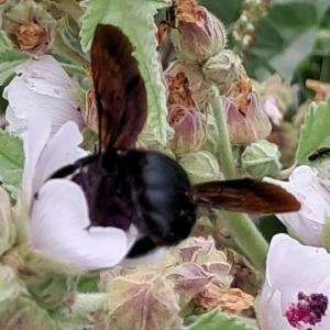 Click to view this image in a large viewer