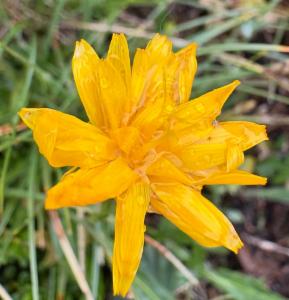 Click to view this image in a large viewer