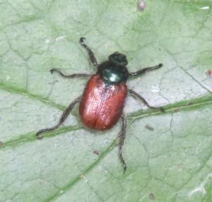 Click to view this image in a large viewer