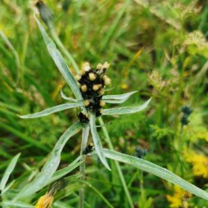 Click to view this image in a large viewer