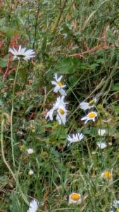 Click to view this image in a large viewer