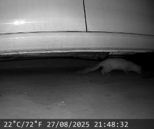 Click to view this image in a large viewer