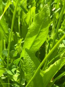 Click to view this image in a large viewer