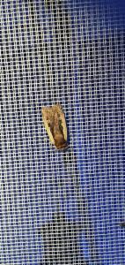 Click to view this image in a large viewer