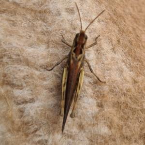 Click to view this image in a large viewer