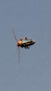 Click to view this image in a large viewer