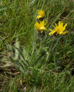 Click to view this image in a large viewer