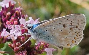 Click to view this image in a large viewer