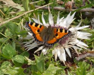 Click to view this image in a large viewer