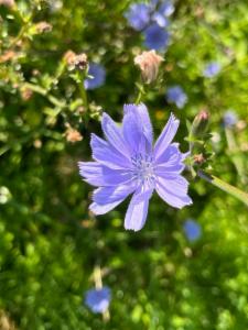 Click to view this image in a large viewer