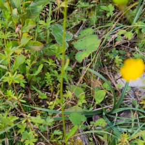 Click to view this image in a large viewer