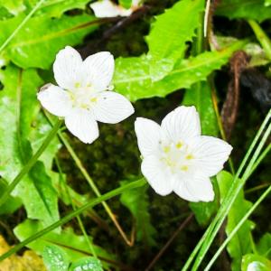 Click to view this image in a large viewer