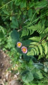 Click to view this image in a large viewer