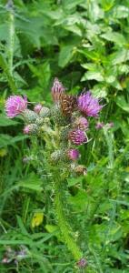 Click to view this image in a large viewer