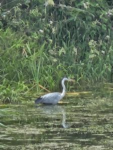 Click to view this image in a large viewer