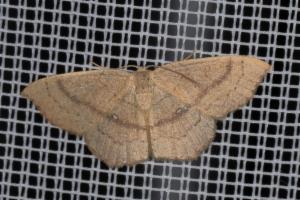 Click to view this image in a large viewer