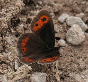 Click to view this image in a large viewer