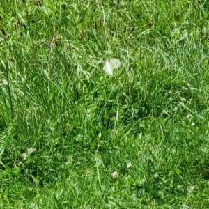 Click to view this image in a large viewer