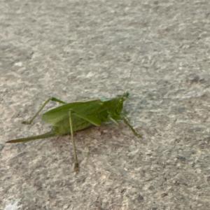 Click to view this image in a large viewer