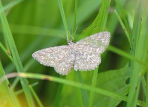 Click to view this image in a large viewer