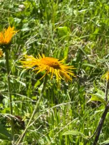 Click to view this image in a large viewer