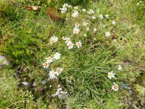 Click to view this image in a large viewer