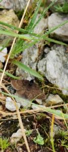 Click to view this image in a large viewer